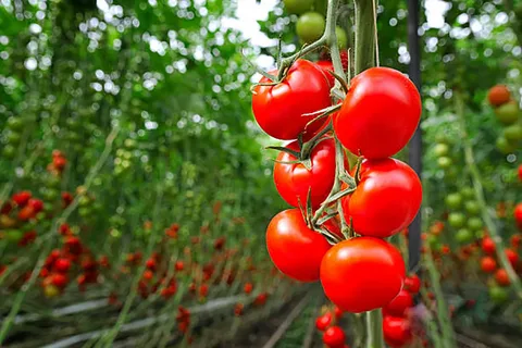 تصویر 1 از گوجه فرنگی گلخانه ای صادراتی رسیده آبدار استاندارد